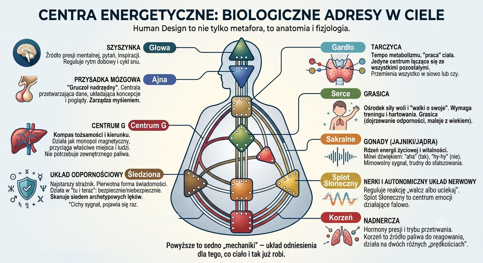 Dziewięć centrów energetycznych Human Design i ich biologiczne odpowiedniki: szyszynka, przysadka, tarczyca, grasica, gonady, wątroba i krew, śledziona, nerki, nadnercza